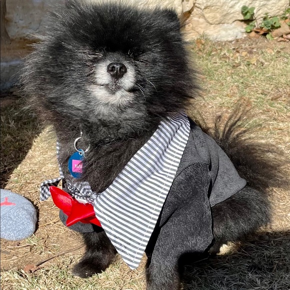 Dog or Cat Suit Outfit with Bow Tie - Picture 3 of 3